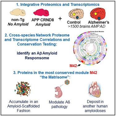 Integrative proteomics identifies a conserved Aβ amyloid responsome, novel plaque proteins, and pathology modifiers in Alzheimer's disease.