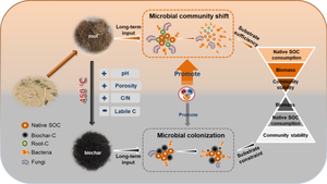 Short-term microbial community dynamics induced by 13C-labeled maize root, its derived biochar and NPK in long-term amended soil