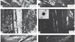 Effect of Thermal-Kinetic Conditions of Austenite Transformation on the Structural-Phase State of Low-Carbon Steel Sheets