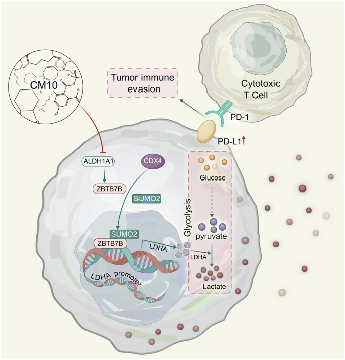 ALDH1A1 promotes immune escape of tumor cells through ZBTB7B-glycolysis pathway.