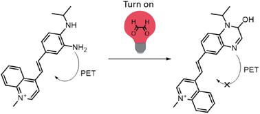 Selectively lighting up glyoxal in living cells using an o-phenylenediamine fused hemicyanine†