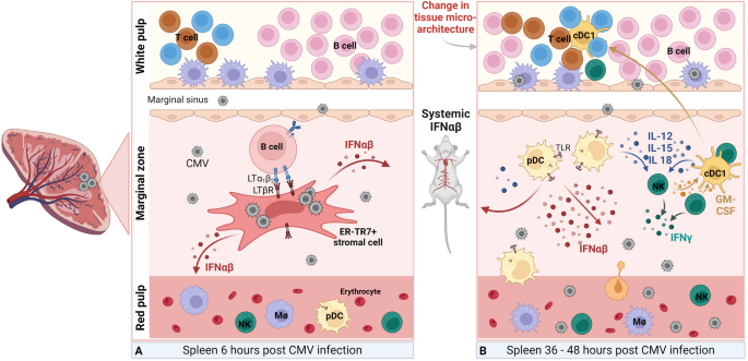 Immune surveillance of cytomegalovirus in tissues