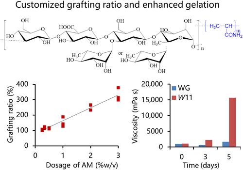 Customized Modification of Welan Gum Properties Through Controllable Grafting of Acrylamide.