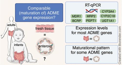 Age-Specific ADME Gene Expression in Infant Intestinal Enteroids.