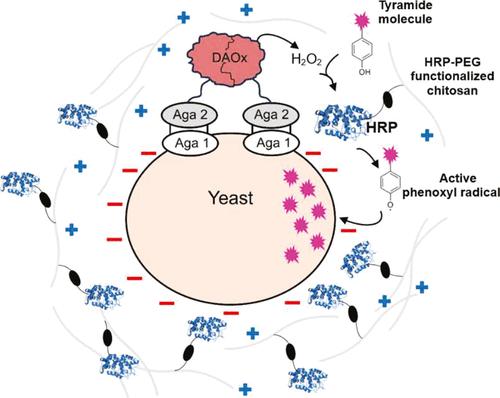 Functionalized Polysaccharides Improve Sensitivity of Tyramide/Peroxidase Proximity Labeling Assays through Electrostatic Interactions.