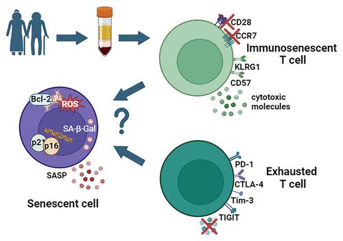 Are immunosenescent T cells really senescent?