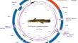 Characterization of the complete mitochondrial genome of a newly discovered torrent catfish, Liobagrus geumgangensis, and their phylogenetic relationships.