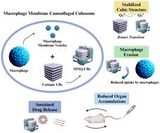 Preparation and characterization of macrophage membrane camouflaged cubosomes as a stabilized and immune evasive biomimetic nano-DDS†