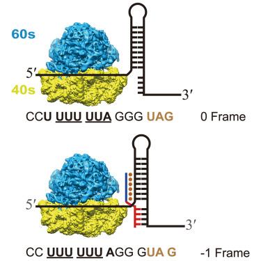 Recognition of RNA secondary structures with a programmable peptide nucleic acid-based platform