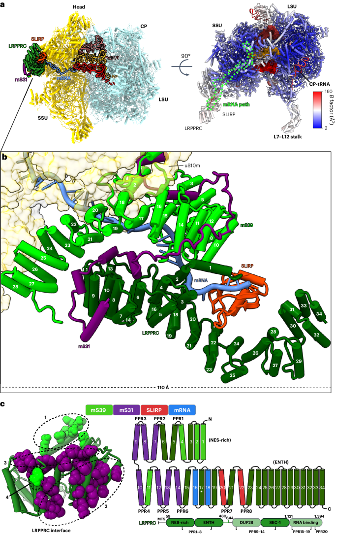 Structural basis of LRPPRC–SLIRP-dependent translation by the mitoribosome