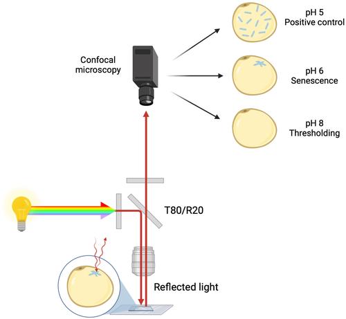 Senescence detection using reflected light.