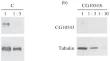 The Drosophila Zinc Finger Proteins Aef1 and CG10543 Are Co-Localized with SAGA, SWI/SNF, and ORC Complexes on Gene Promoters and Involved in Transcription Regulation