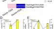 Genome-wide identification and expression of Oryza sativa haloacid dehalogenase genes associated with oxadiazon metabolism