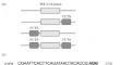 Donor DNA Modification with Cas9 Targeting Sites Improves the Efficiency of MTC34 Knock-in into the CXCR4 Locus