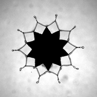 Rim dynamics and droplet ejections upon drop impact on star-shaped poles