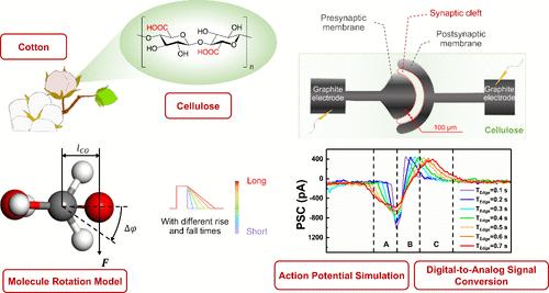 Efficient Synaptic Emulation and Ultralow Power Digital-Analog Conversion in Cellulose-Based Neural Devices through Molecular Polarization