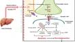 Modulation of brain energy metabolism in hepatic encephalopathy: impact of glucose metabolic dysfunction.