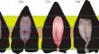 Anatomical investigation of the common minke whale fetal tongue reveals papillae marginales and glands