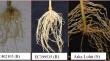 Identification of sources of resistance and comparative metabolomic profiling of resistant and susceptible chilli germplasm to Meloidogyne incognita Race 1