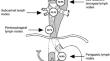 Metastatic patterns of subcarinal, right and left recurrent laryngeal nerve lymph nodes in thoracic esophageal squamous cell carcinoma without neoadjuvant therapy.