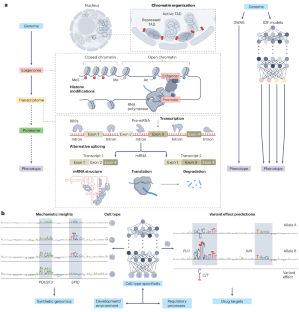 Unlocking gene regulation with sequence-to-function models