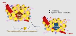 Remission of iron overload in adipose tissue of obese mice by fatty acid-modified polyoxovanadates