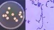 Production of biosurfactant by Bacillus megaterieum using agro-food wastes and its application in petroleum sludge oil recovery