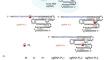 Photocleavable Guide RNA for Photocontrolled CRISPR/Cas9 System