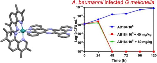 In Vitro and In Vivo Studies on a Mononuclear Ruthenium Complex Reveals It is a Highly Effective, Fast-Acting, Broad-Spectrum Antimicrobial in Physiologically Relevant Conditions.