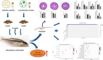 Multiple effects of dietary supplementation with Lactobacillus reuteri and Bacillus subtilis on the growth, immunity, and metabolism of largemouth bass (Micropterus salmoides)