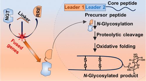 Targeted Peptide Modification Using an Engineered Bacterial N-Glycosyltransferase