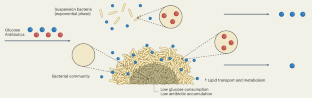 Eating a way out of antibiotics