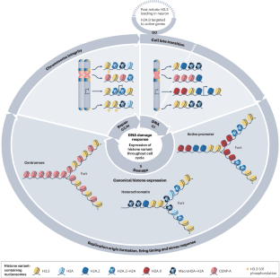 Multifunctional histone variants in genome function