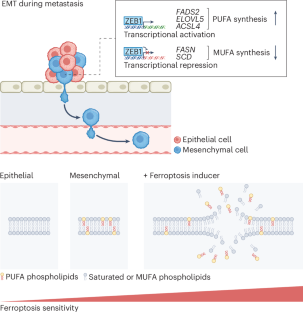 A fatty acid switch drives ferroptosis in EMT