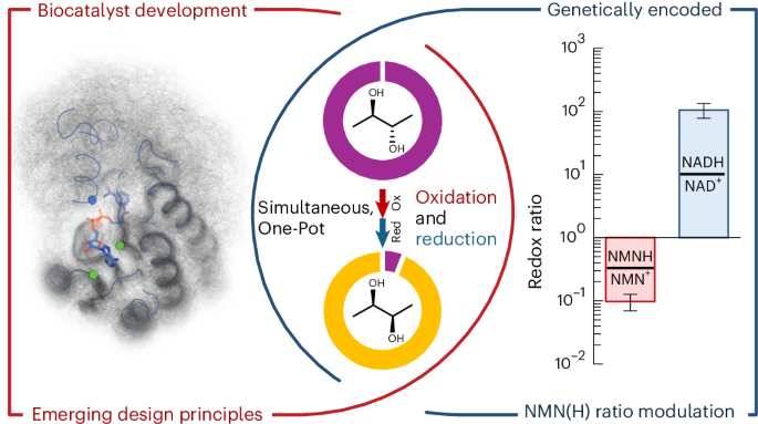 Shifting redox reaction equilibria on demand using an orthogonal redox cofactor