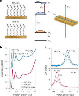 Observation of Floquet states and their dephasing in colloidal nanoplatelets driven by visible pulses