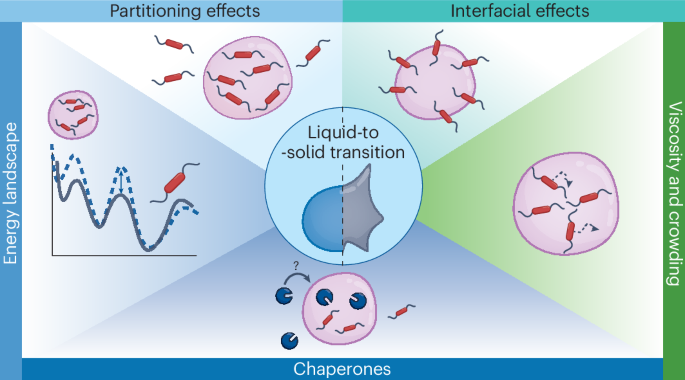 The role of biomolecular condensates in protein aggregation