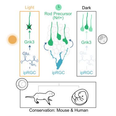 Developmental control of rod number via a light-dependent retrograde pathway from intrinsically photosensitive retinal ganglion cells