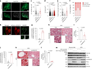 S-acylation of ATGL is required for lipid droplet homoeostasis in hepatocytes