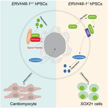 A primate-specific endogenous retroviral envelope protein sequesters SFRP2 to regulate human cardiomyocyte development