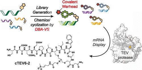 Discovery of Thioether-Cyclized Macrocyclic Covalent Inhibitors by mRNA Display.