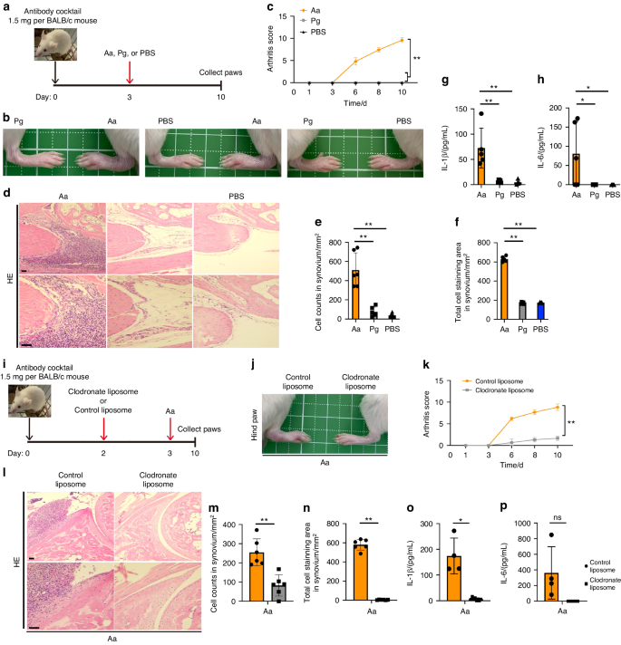 Caspase-11 mediated inflammasome activation in macrophages by systemic infection of A. actinomycetemcomitans exacerbates arthritis.