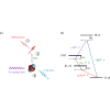 Efficient quantum transduction using antiferromagnetic topological insulators