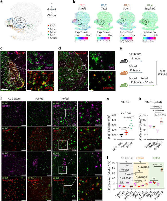 A subset of dopamine receptor-expressing neurons in the nucleus accumbens controls feeding and energy homeostasis