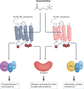 A golden age of muscarinic acetylcholine receptor modulation in neurological diseases.