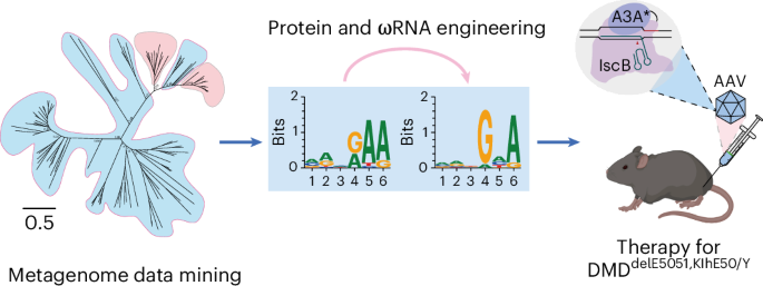 Engineered IscB–ωRNA system with expanded target range for base editing