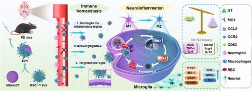 Engineered Extracellular Vesicle-Based Nanoformulations That Coordinate Neuroinflammation and Immune Homeostasis, Enhancing Parkinson's Disease Therapy.