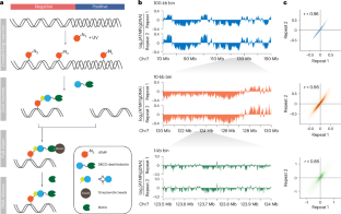 Topoisomerase-modulated genome-wide DNA supercoiling domains colocalize with nuclear compartments and regulate human gene expression