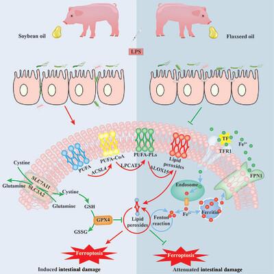 Flaxseed Oil Attenuates Intestinal Damage by Regulating Ferroptosis Signaling Pathway Following LPS Challenge in Piglets