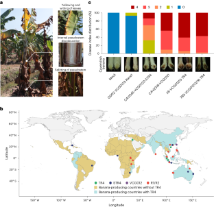 Virulence of banana wilt-causing fungal pathogen Fusarium oxysporum tropical race 4 is mediated by nitric oxide biosynthesis and accessory genes